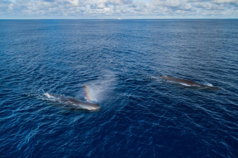 sperm whale and calf