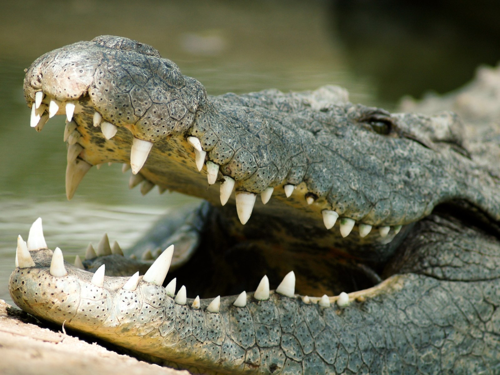 huge crocodile caught on camera eating