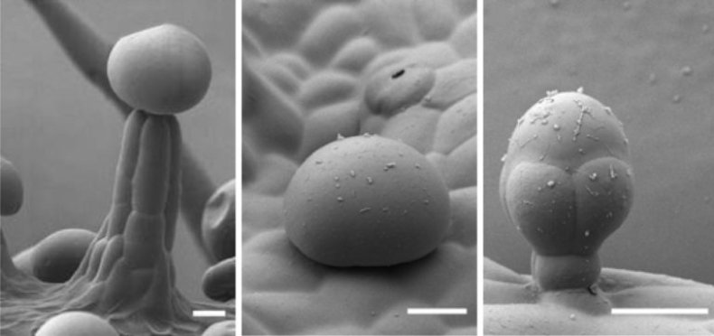 cannabis microscopy