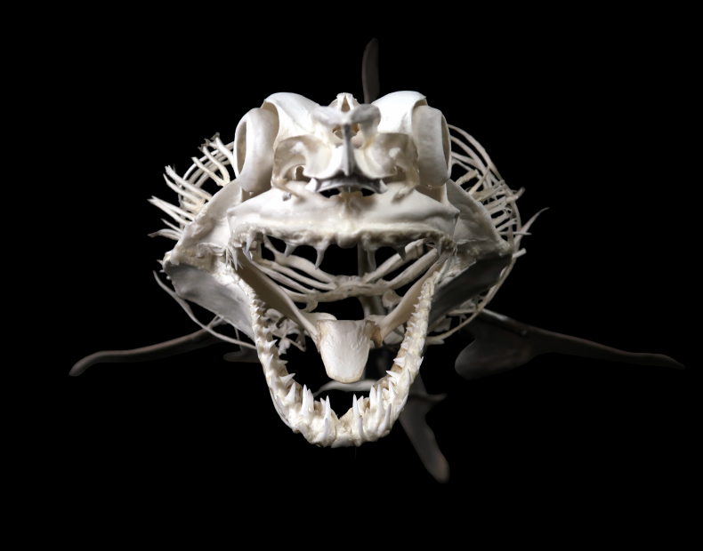 mako shark mako shark