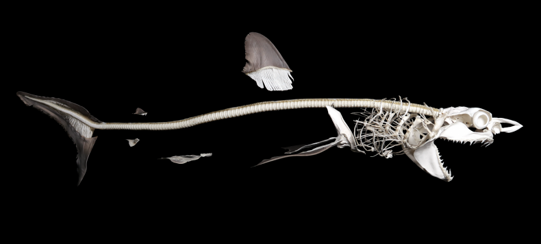 mako shark mako shark