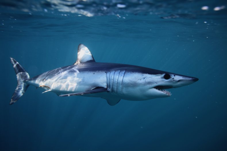 shortfin mako shortfin mako