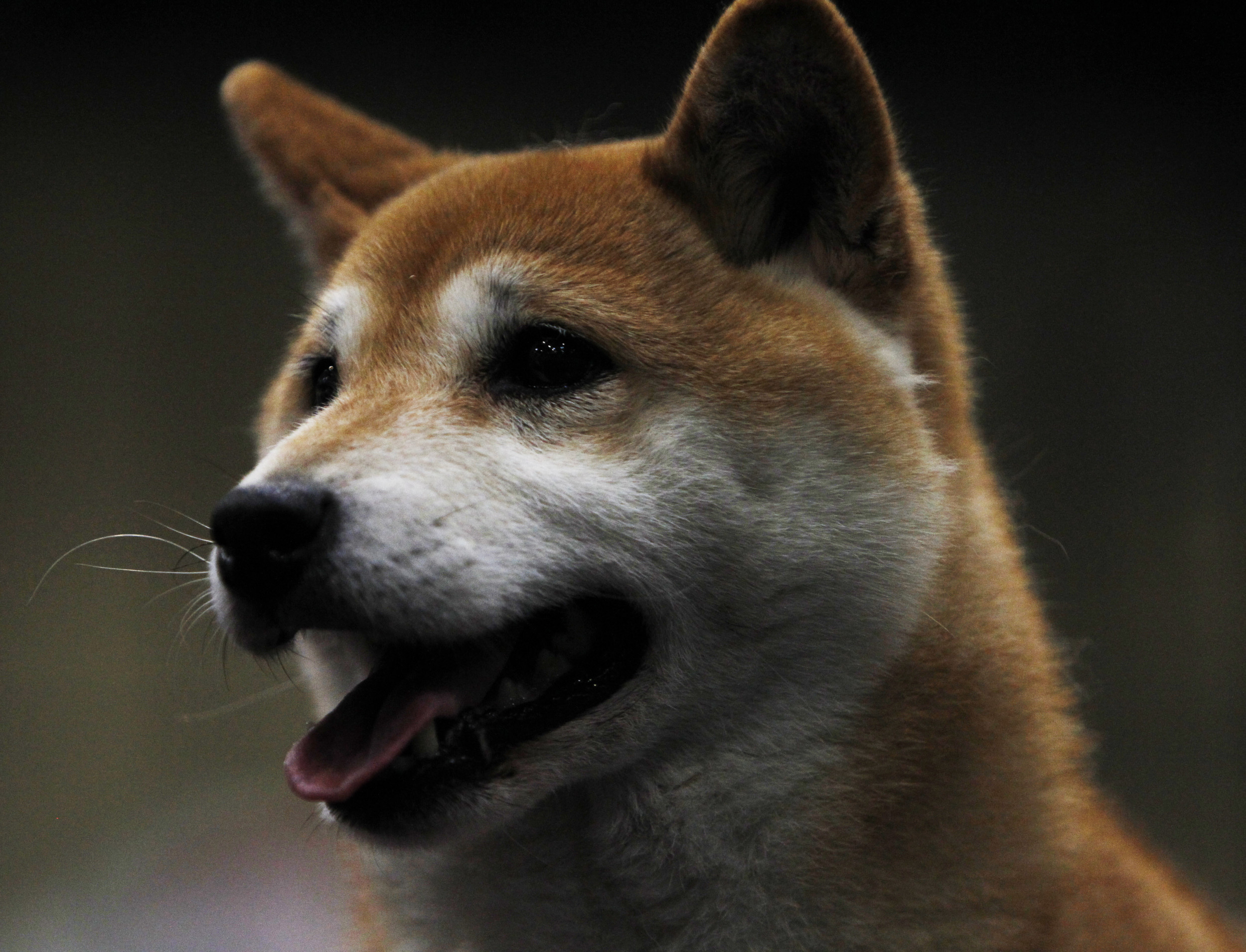 Dog Gets Hit By Car Stays Stuck Inside Bumper For Several