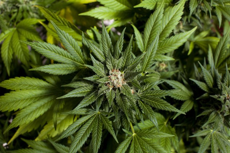 cannabis plant