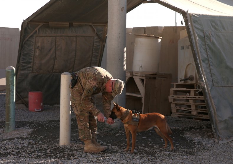 army dog