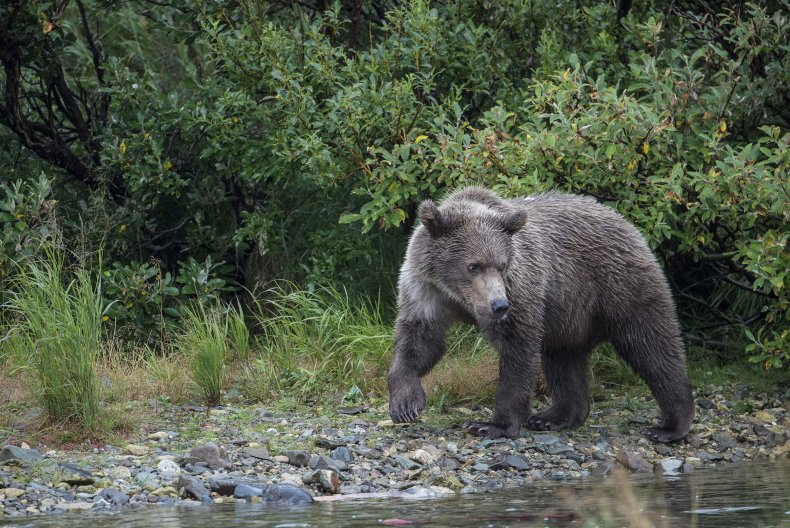 brown bear, Alaska