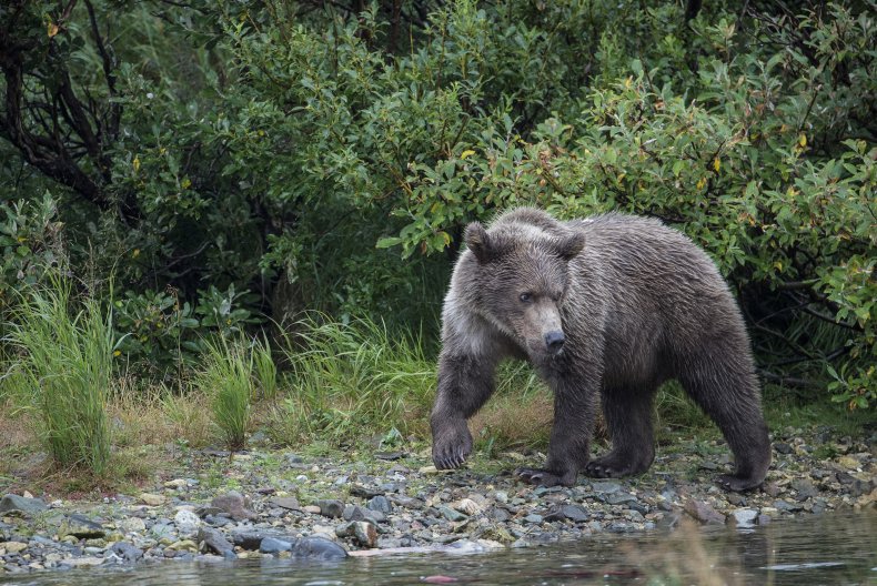 brown bear, Alaska brown bear, Alaska