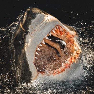 great white shark, Guadalupe Island, diving, great white shark, Guadalupe Island, diving,