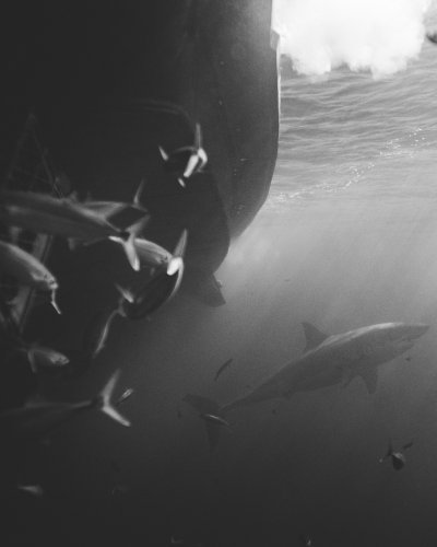 great white shark, Guadalupe Island, diving, great white shark, Guadalupe Island, diving,