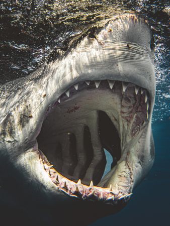 great white shark, Guadalupe Island, diving, great white shark, Guadalupe Island, diving,