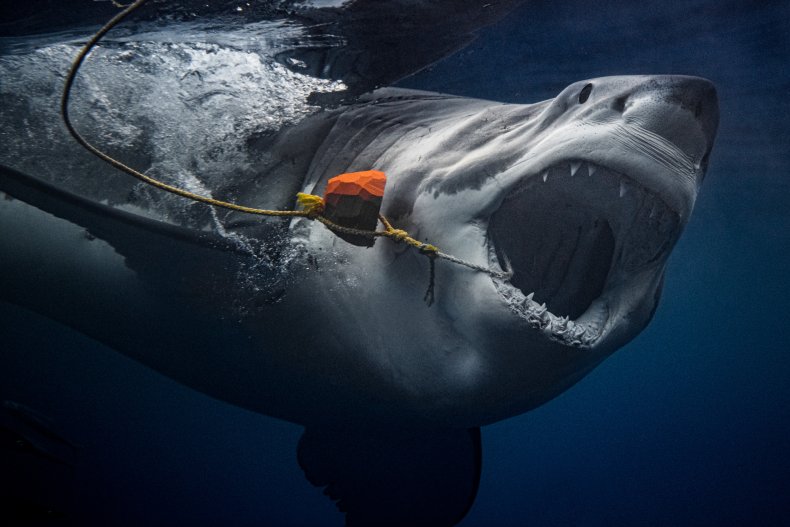 great white shark, Guadalupe Island, diving, great white shark, Guadalupe Island, diving,