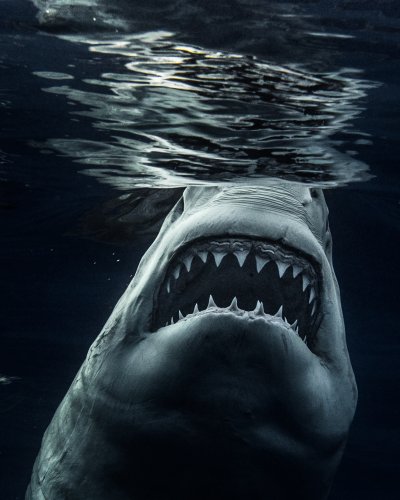 great white shark, Guadalupe Island, diving, great white shark, Guadalupe Island, diving,