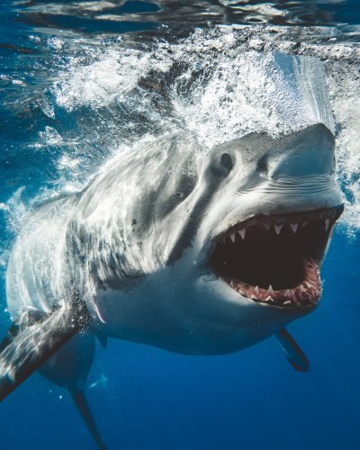 great white shark, Guadalupe Island, diving, great white shark, Guadalupe Island, diving,