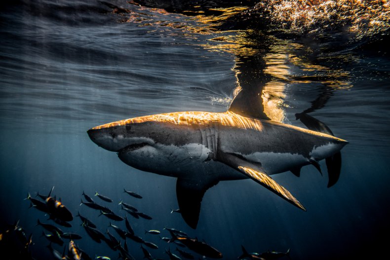 great white shark, Guadalupe Island, diving, great white shark, Guadalupe Island, diving,