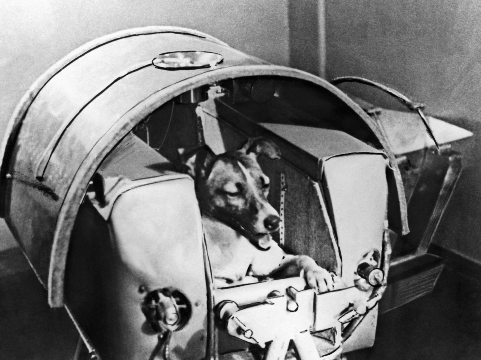 Laika the Dog: These Are All the Animals That Have Been Launched Into Space