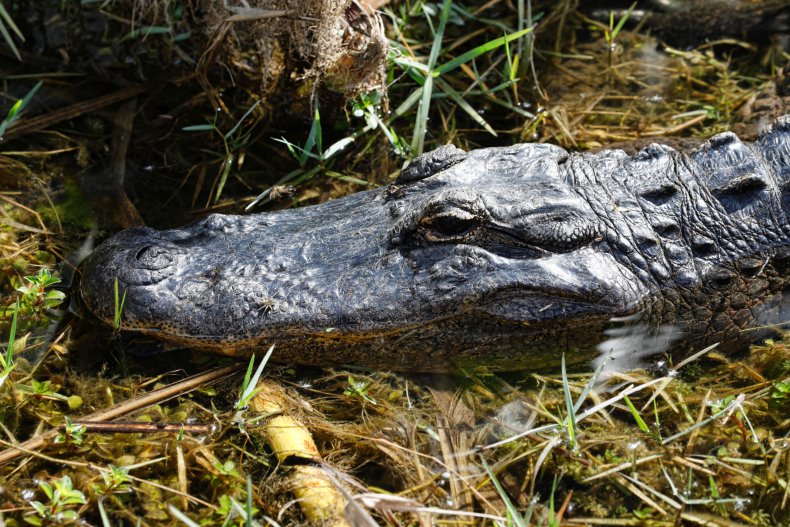 American alligator