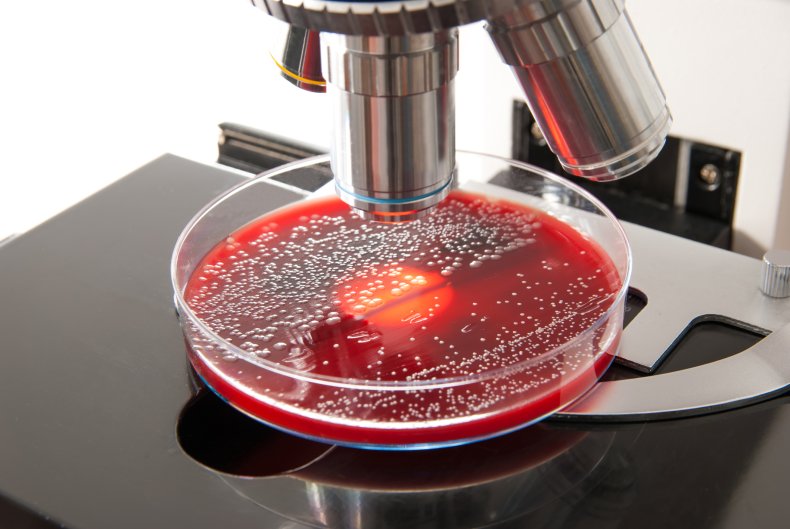 e coli and microscope