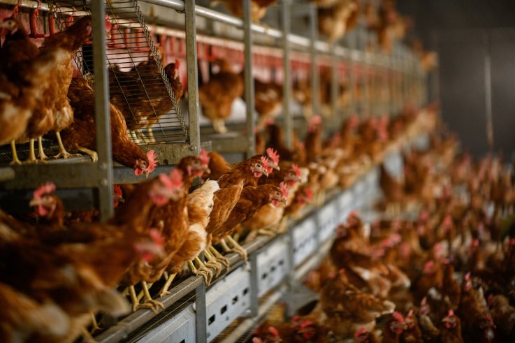 chicken farm