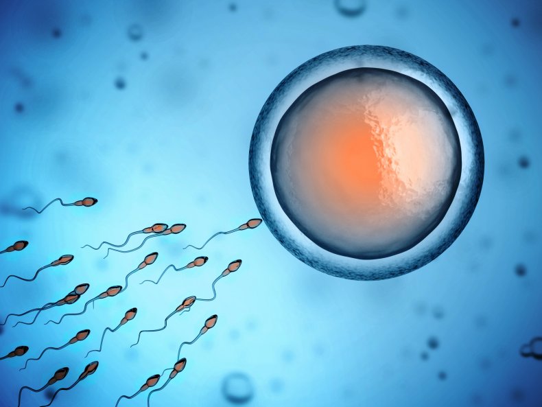 sperm and fertilization stock image