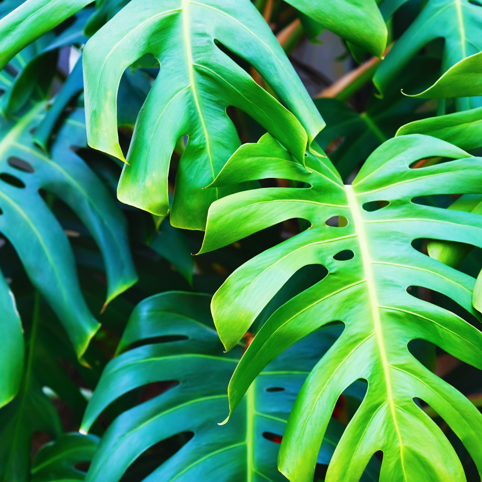 Your Houseplants Aren't Actually Improving the Air Quality in Your Home