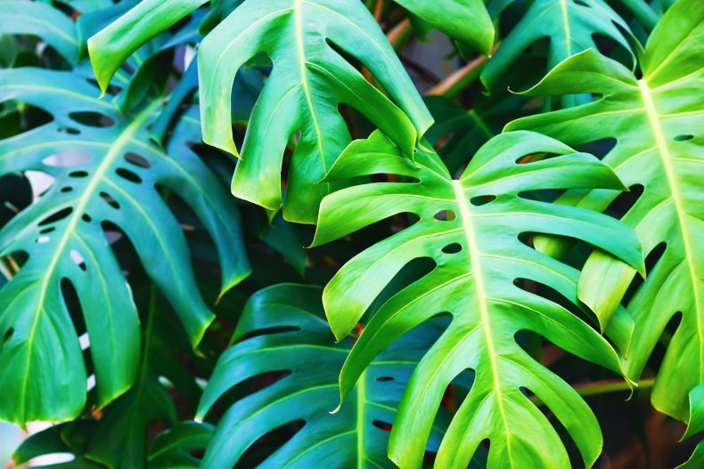 Green monstera, Swiss cheese plant, stock, getty,