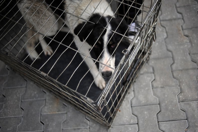 dog