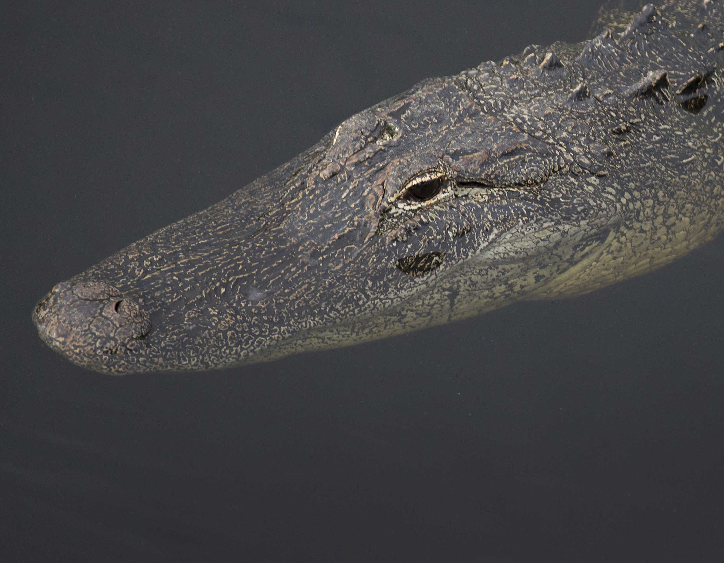 Decapitated Alligator Found In Florida For Second Time In A Month