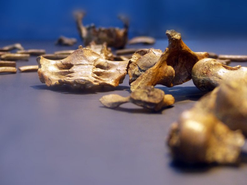 fossils