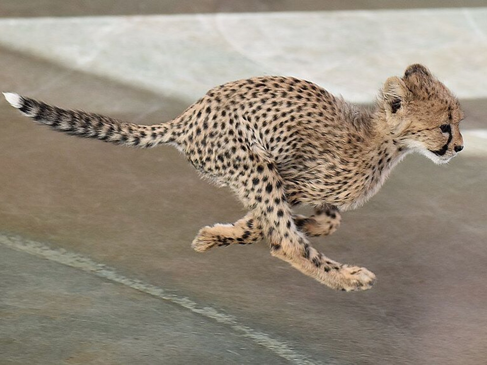 A Cheetah At Cincinnati Zoo Has Become Best Friends With A Rescue Dog