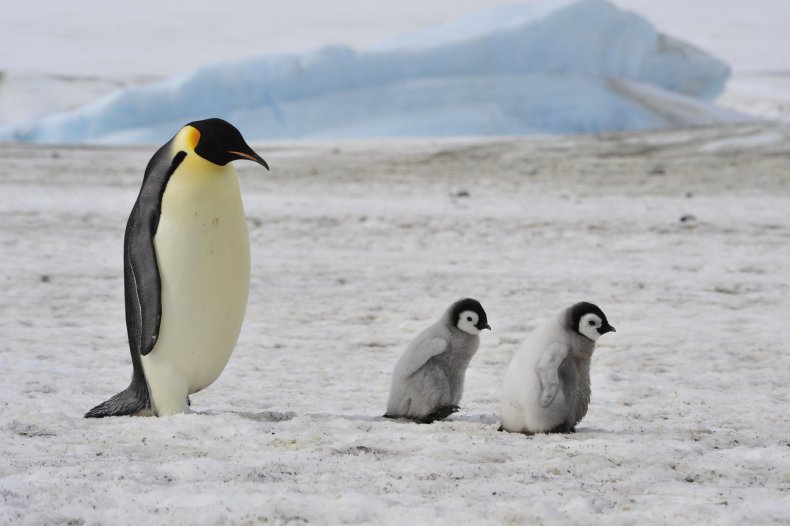emperor penguins, antarctica, snow hill, stock, getty