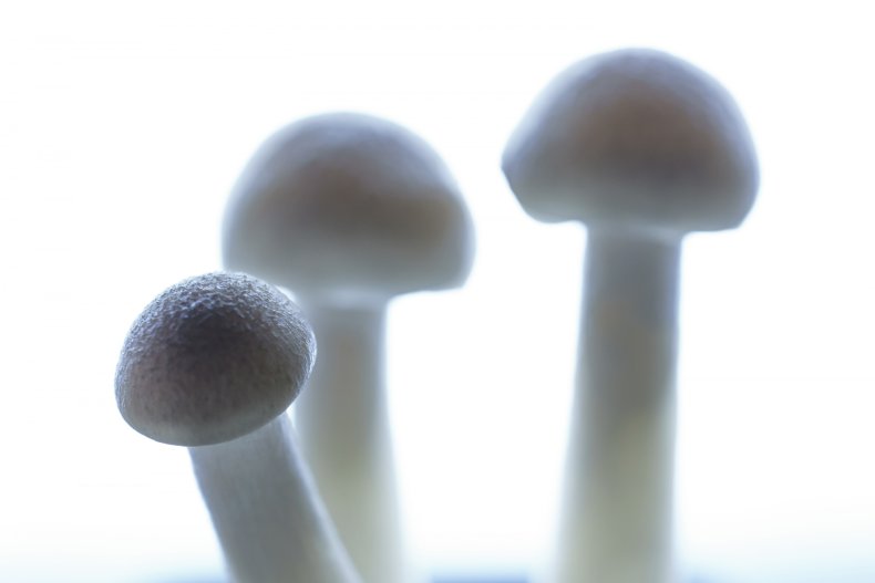 Small group of mushrooms in China