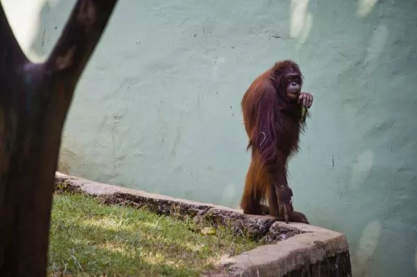 orangutan