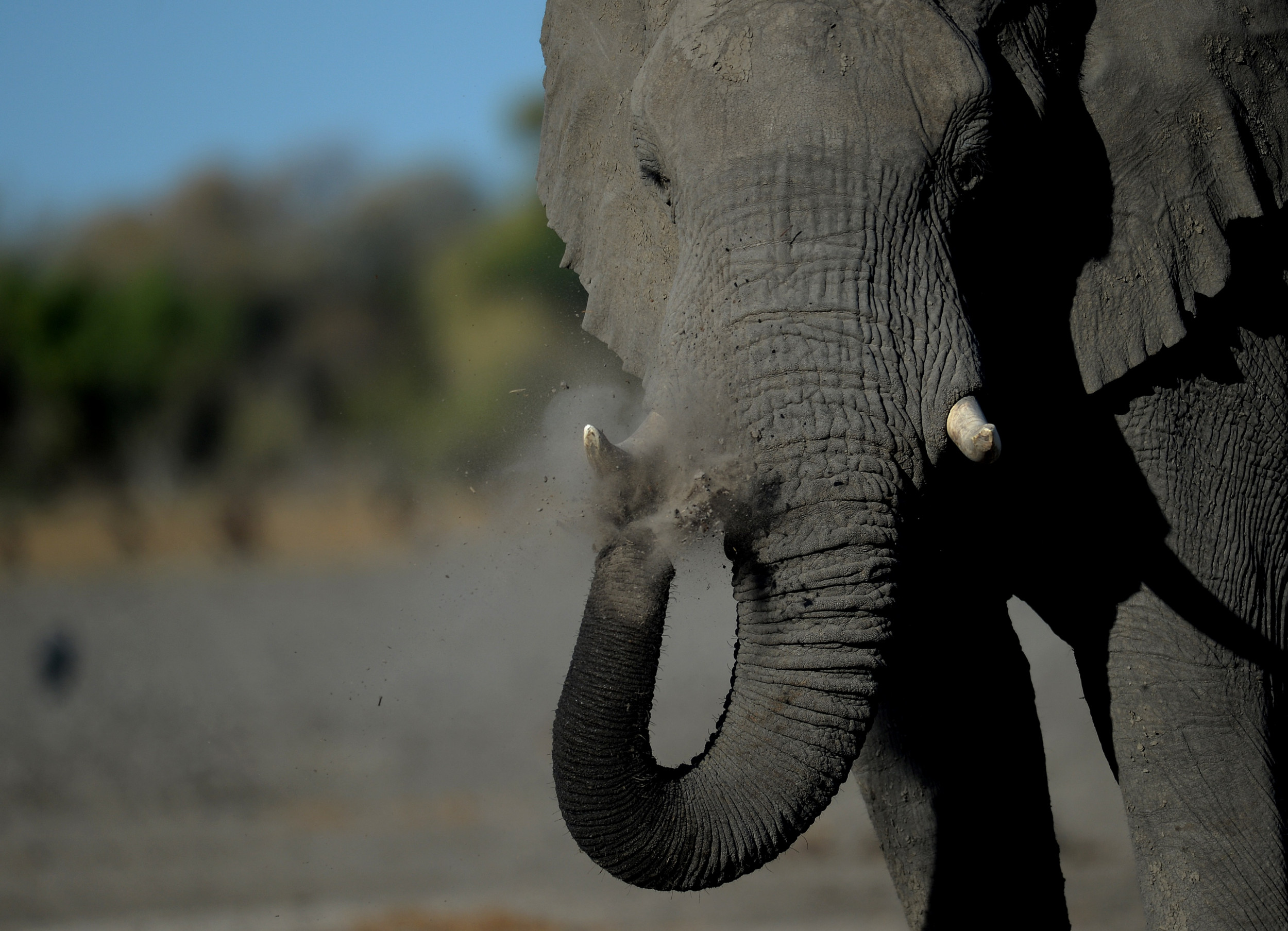 Elephant Kills Tourist Who Was Camping at Undesignated Site - Newsweek