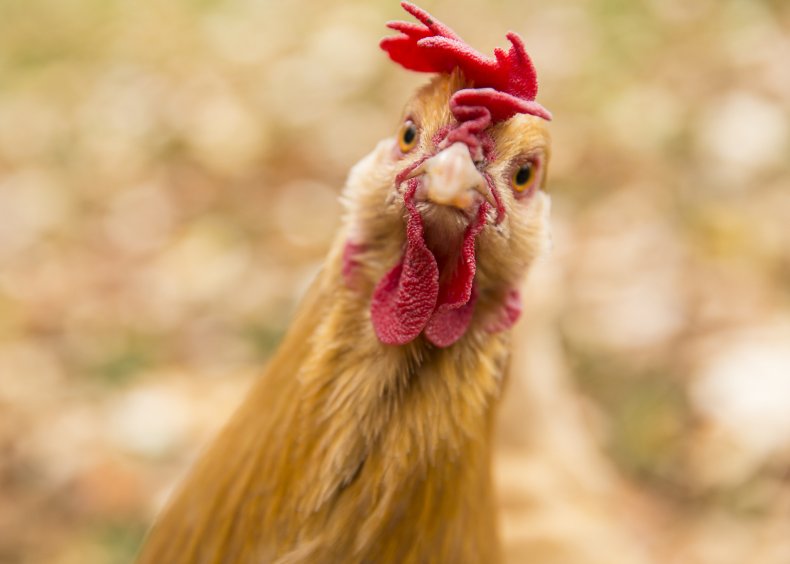 Perplexed chicken looking at camera
