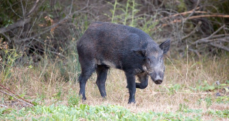 A feral pig in the wild