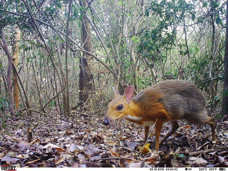 silver-backed chevrotain