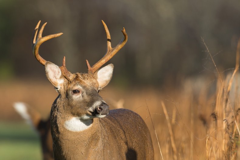 Large deer buck (Stock) 