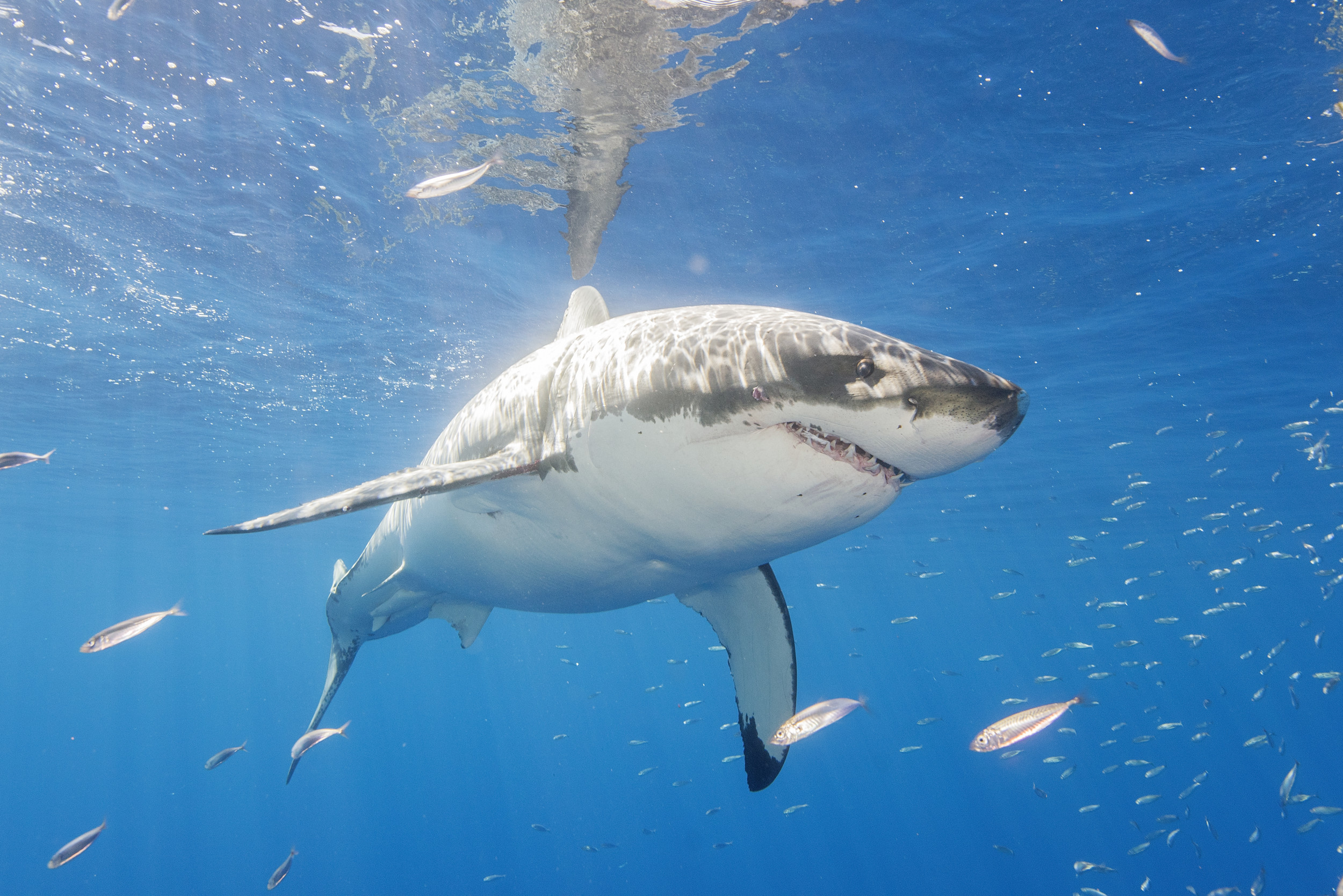 A 533-pound Great White Shark Has Been Tracked Swimming Inland on the