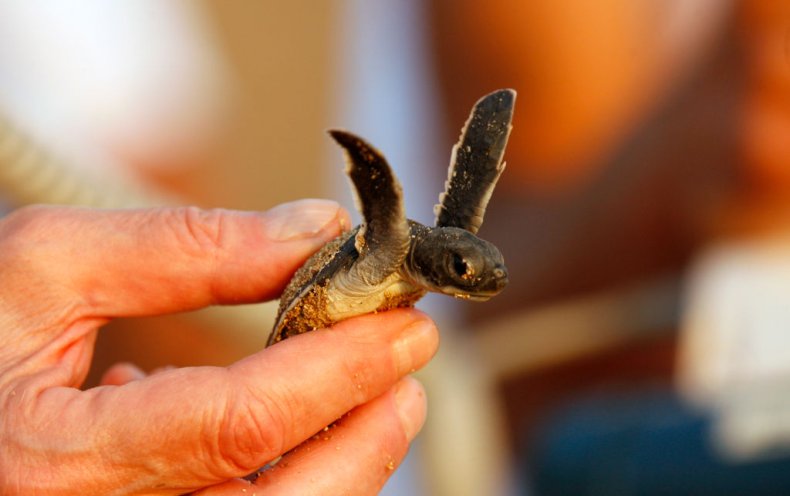 Turtles