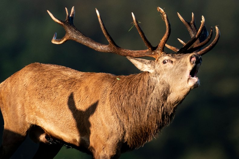 Deer