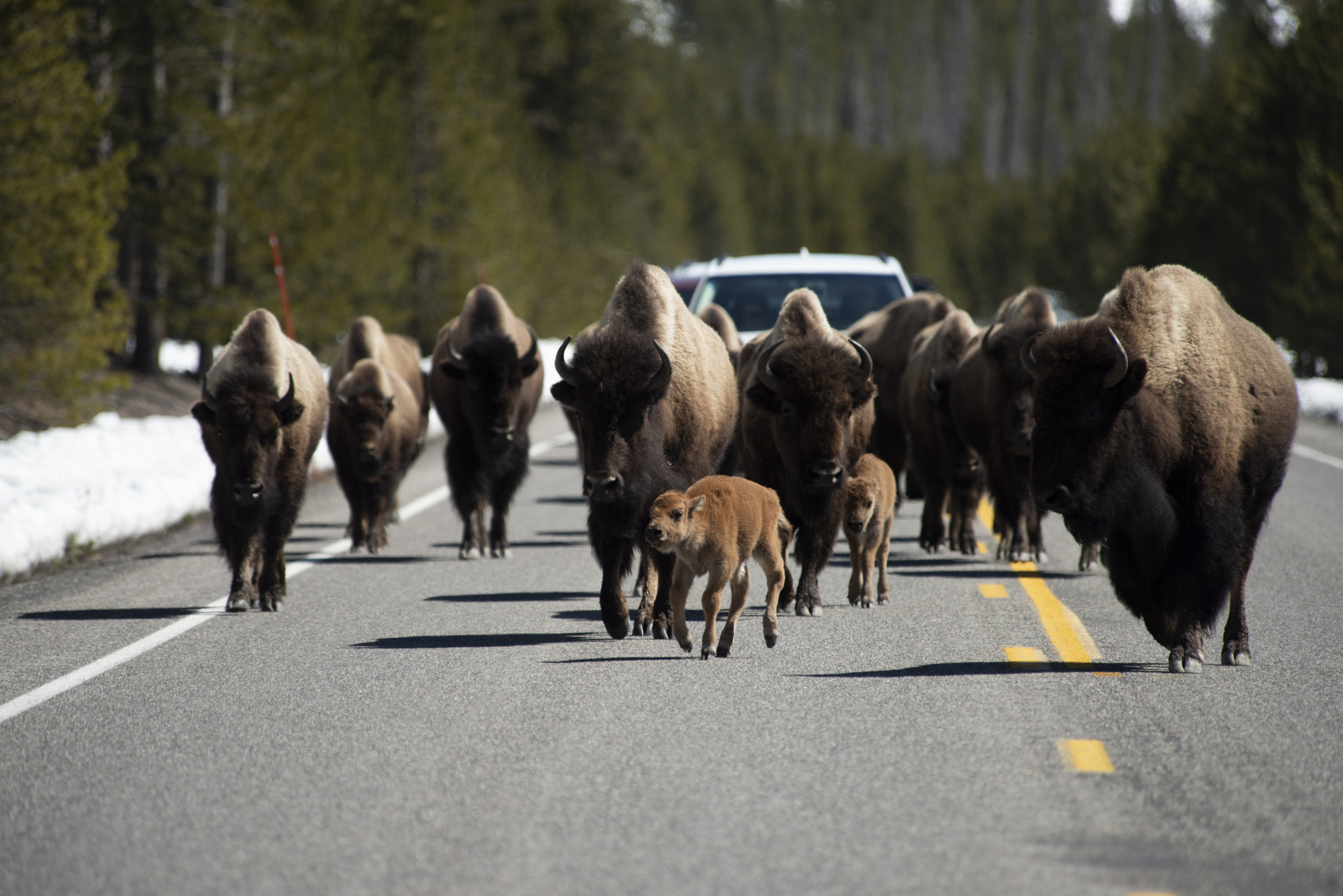 Yellowstone Bison 'Set the Terms of Springtime' and Create