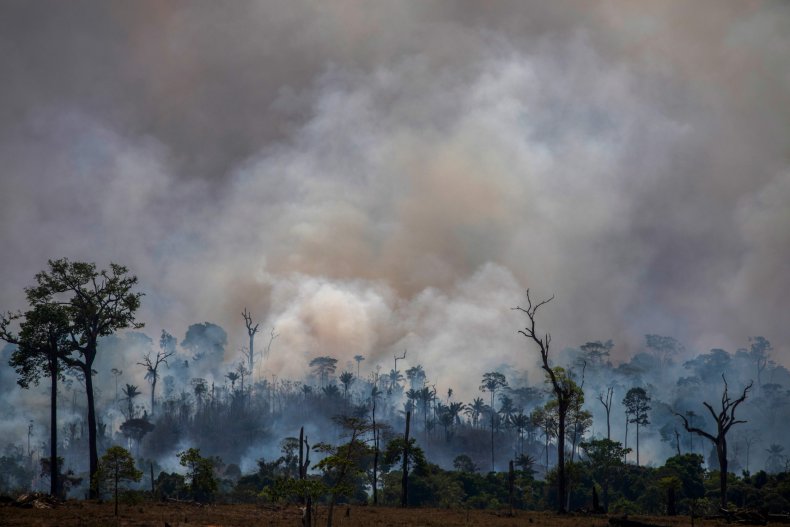 Amazon rainforest fires