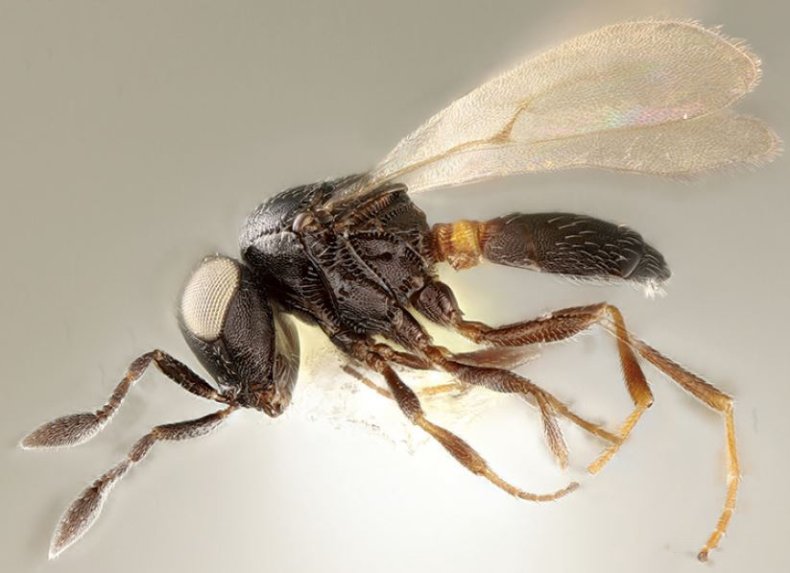 Idris Elba wasp