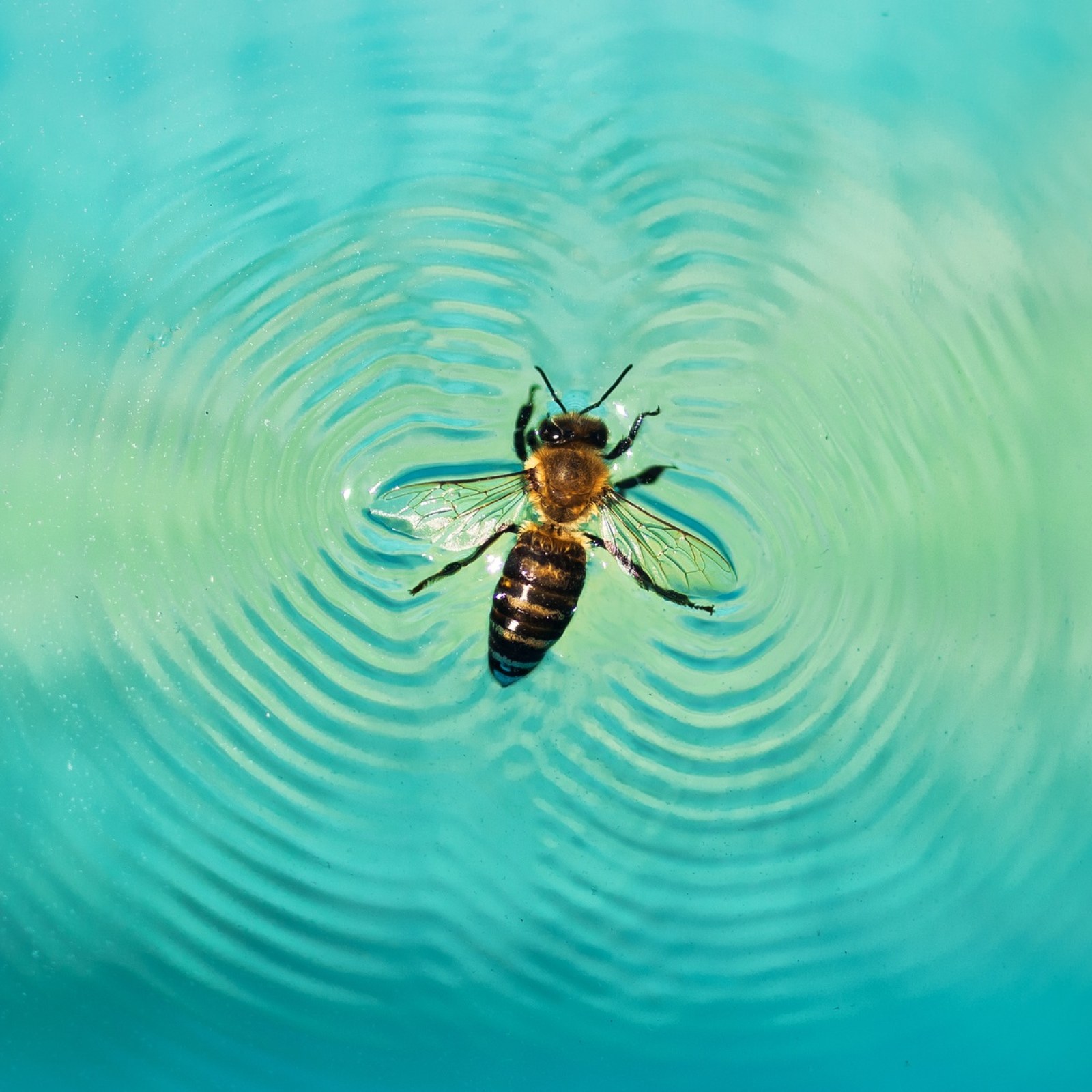 Bees Stuck In Water Create Waves And Surf To Safety Scientists Think Bees Stuck In Water Create Waves And Surf To Safety Scientists Think