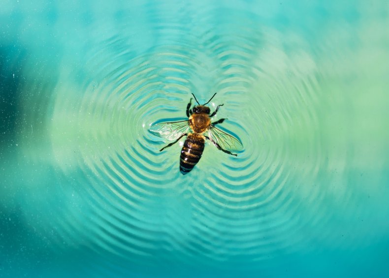 bee, insect, water, stock, getty