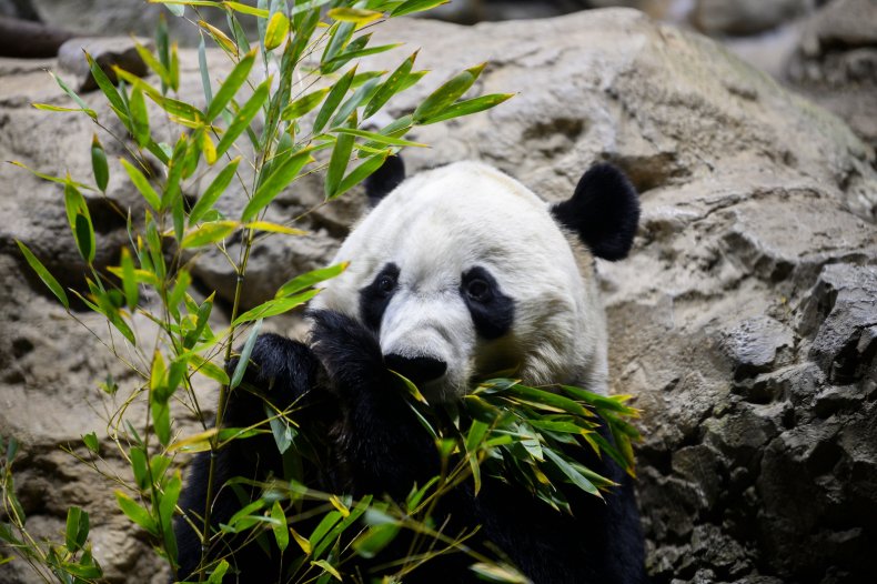 Giant Panda Bei Bei