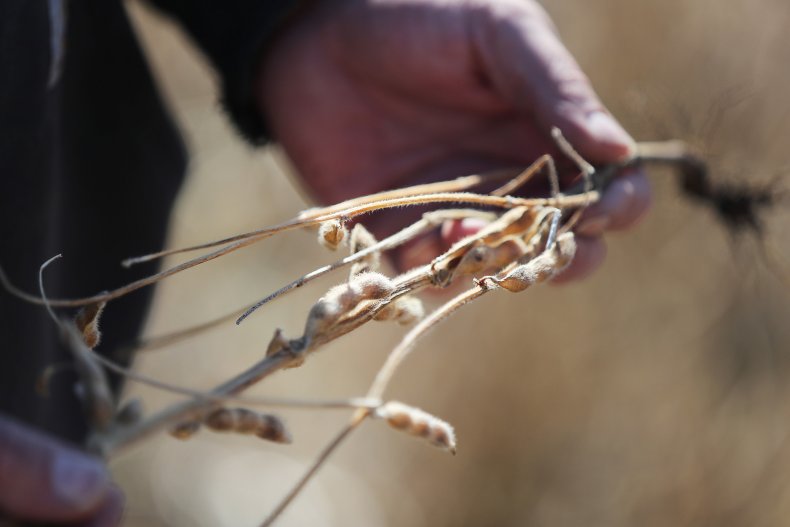 soybeans
