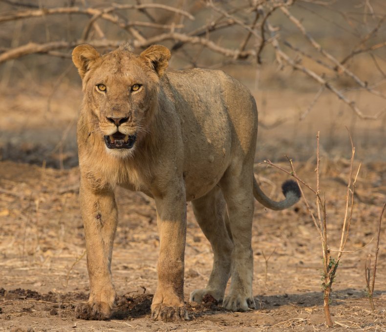 A sub-adult male lion