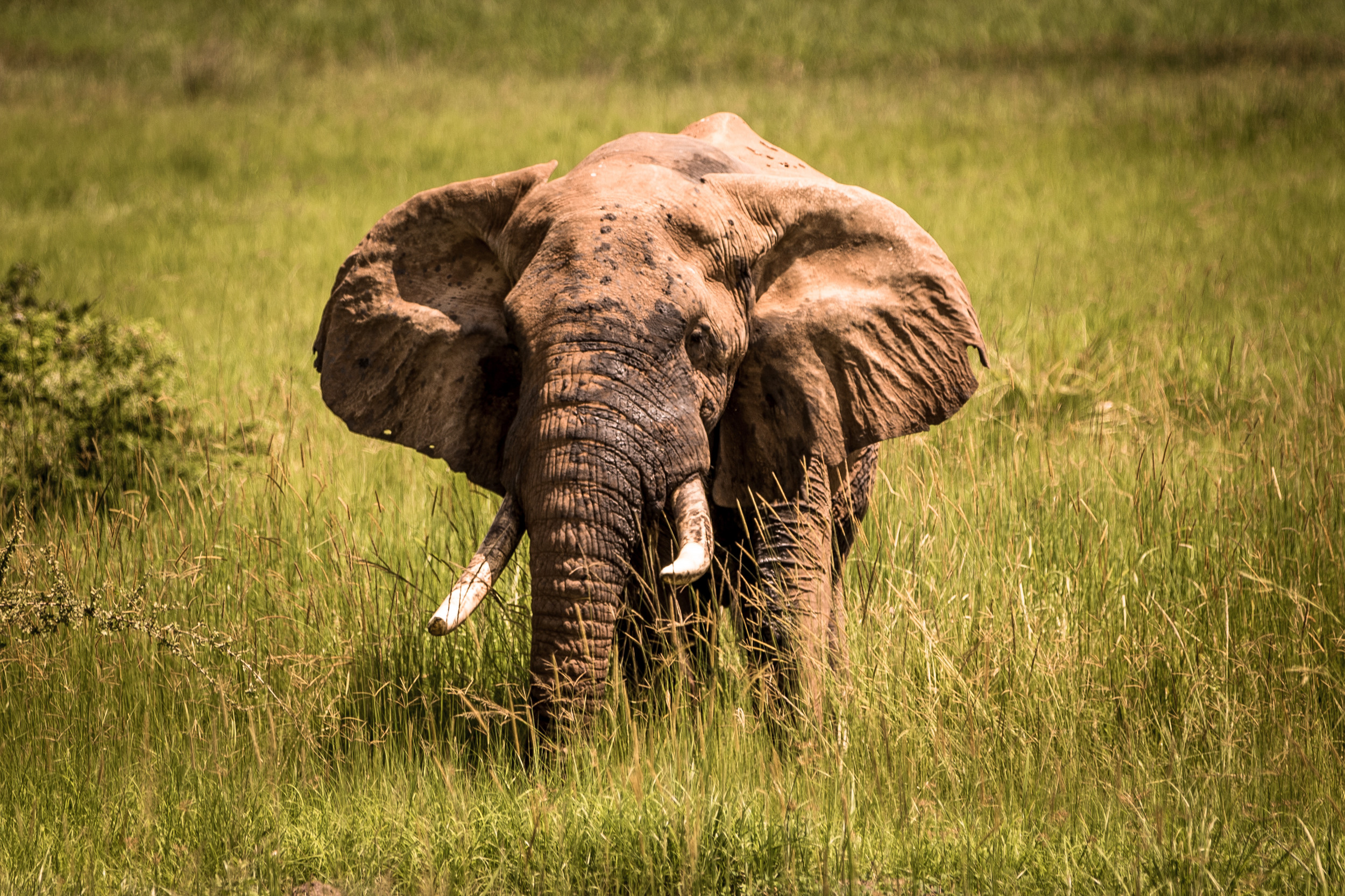 WWF Says African Elephants Will Be Extinct By 2040 If We Don T Act   African Elephant 