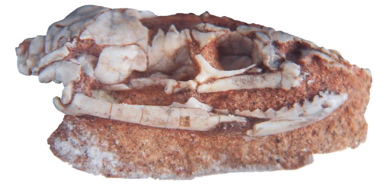 fossil snake skull